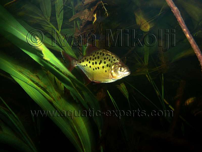 Pristobrycon careospinus